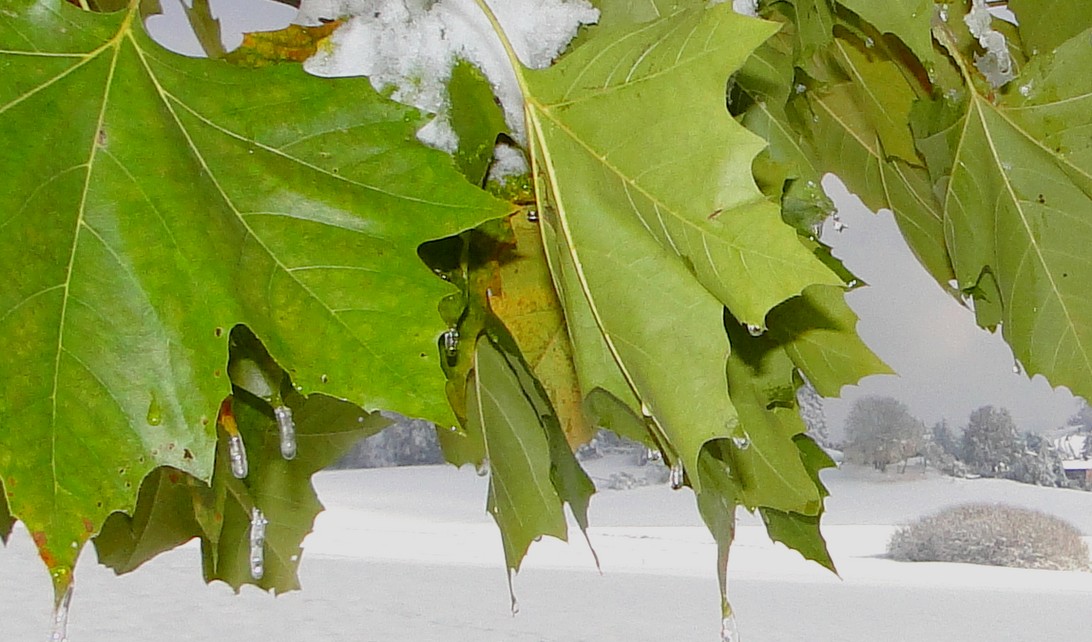 GRÜN - WEISS