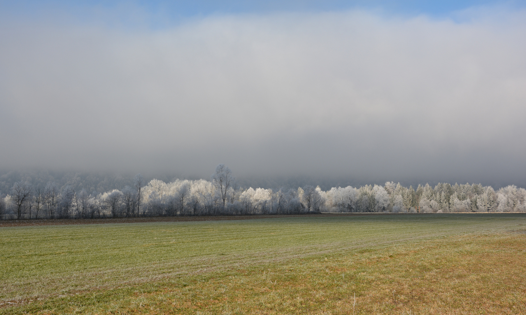 Grün-Weiss-Blau