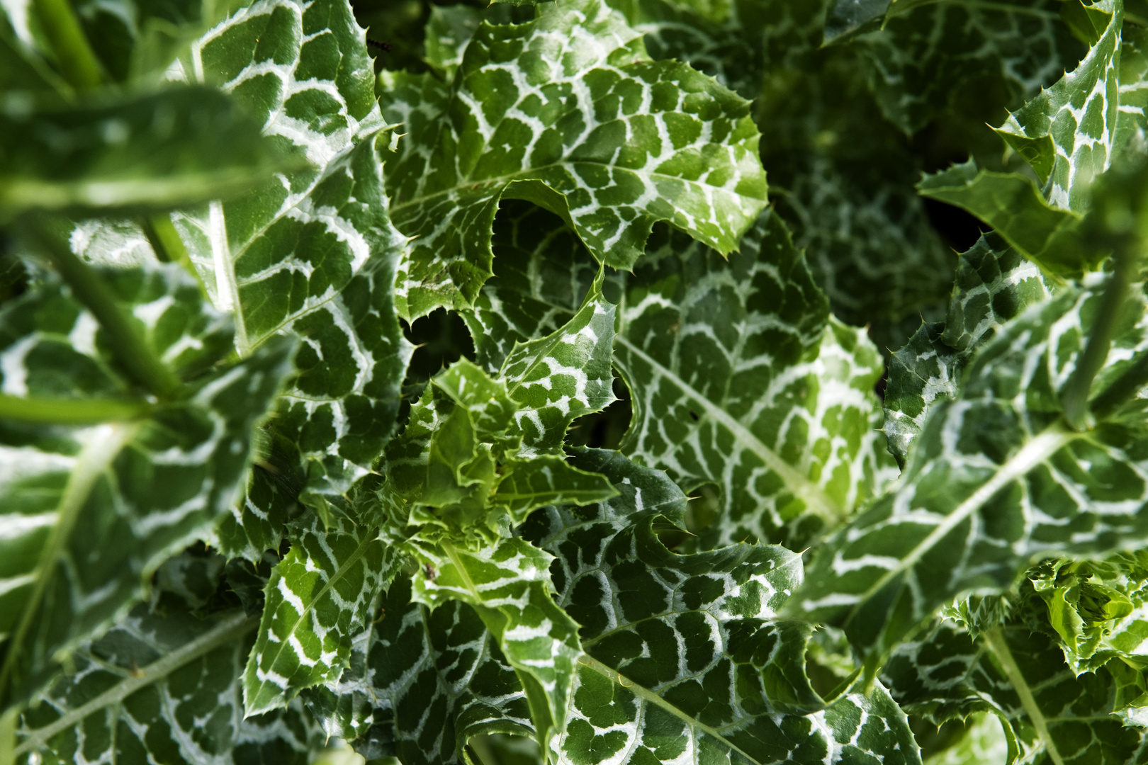 Grün-Weiß im Einklang der Natur