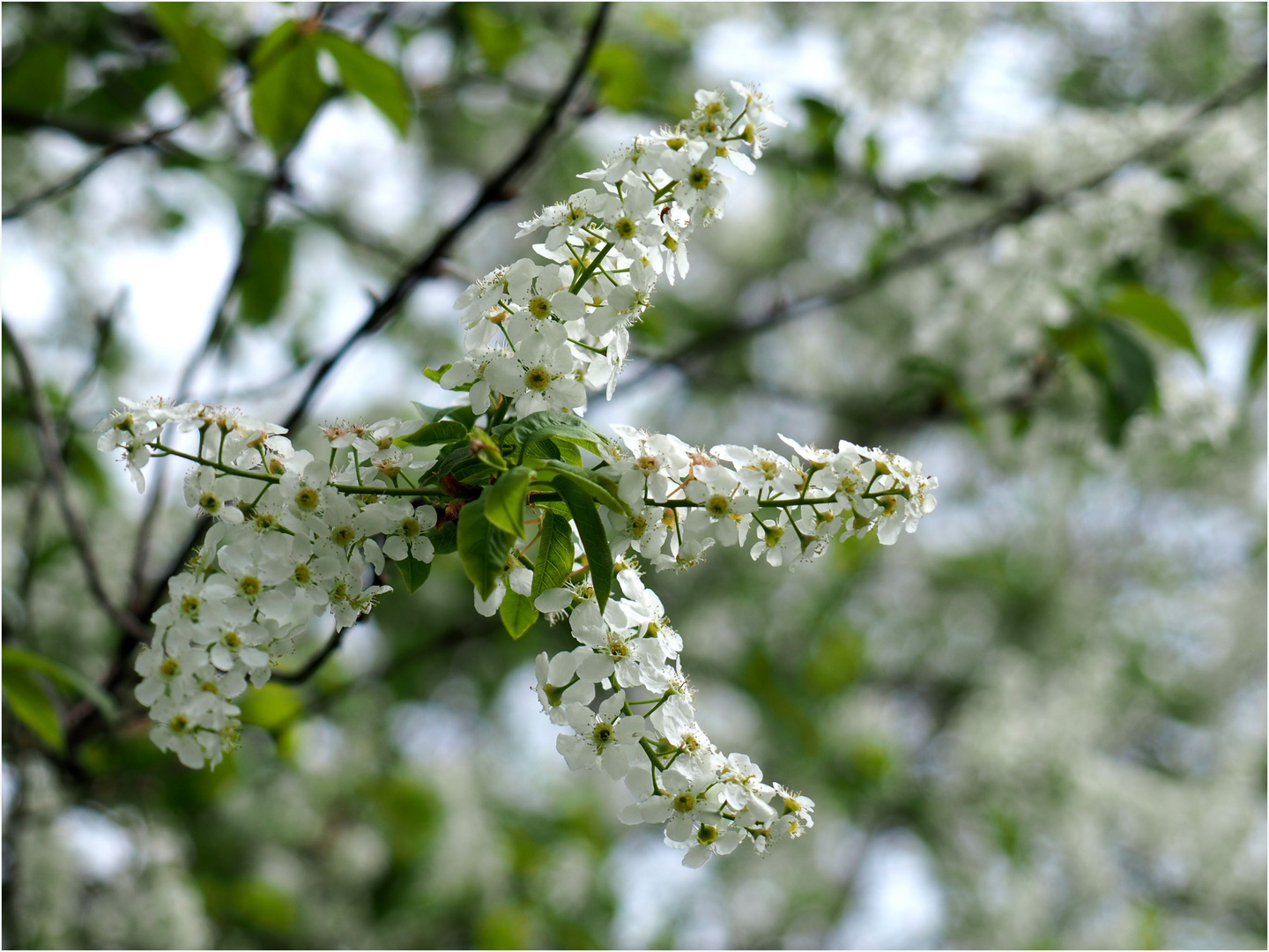 Grün-Weiß ist der Frühling