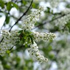 Grün-Weiß ist der Frühling