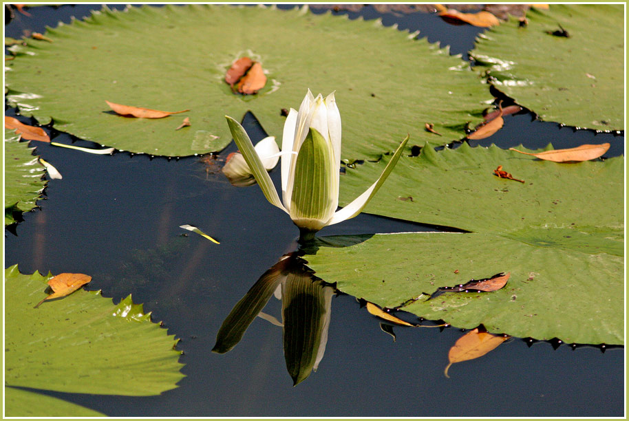 grün - weiße Spiegelung