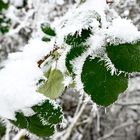 Grün-Weisser Winter