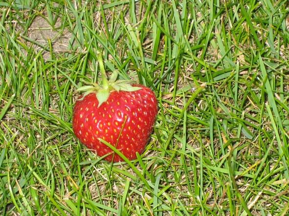 grün wie die liebe, rot wie die hoffnung - ein kontrast?!