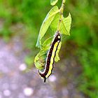 Grün wird`s! Grüner wird`s nicht!