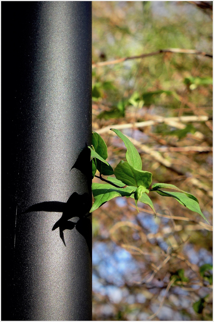 Grün wirft Schatten