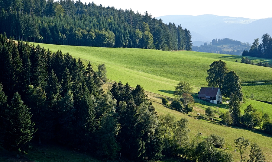 Grün, wohin das Auge reicht