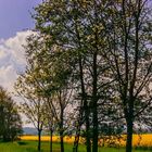 grün zwischen gelb mit aussicht