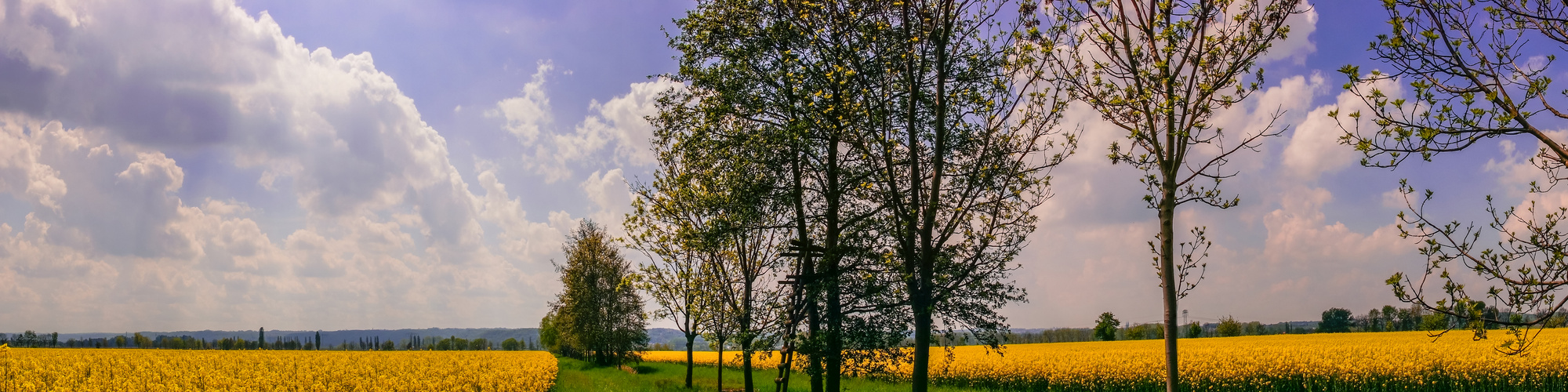 grün zwischen gelb mit aussicht