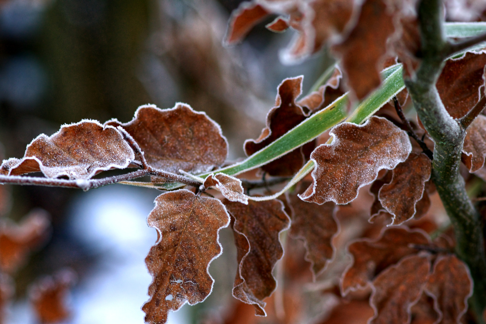 Grün zwischen Laub und Frost 