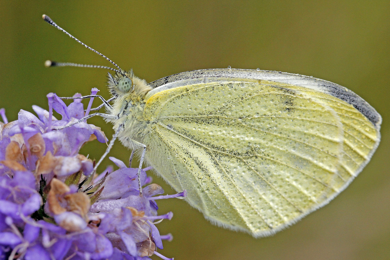 Grünader- bzw. Raps-Weißling (Pieris napi)