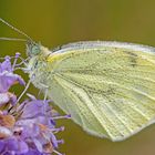 Grünader- bzw. Raps-Weißling (Pieris napi)