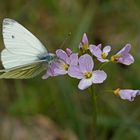 Grünader-oder auch Heckenweißling (Pieris napi), Männchen