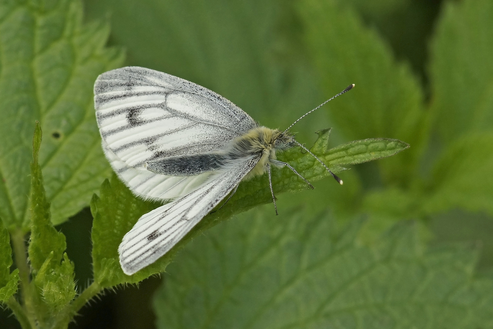 Grünader-oder Heckenweißling (Pieris napi), Weibchen