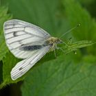 Grünader-oder Heckenweißling (Pieris napi), Weibchen