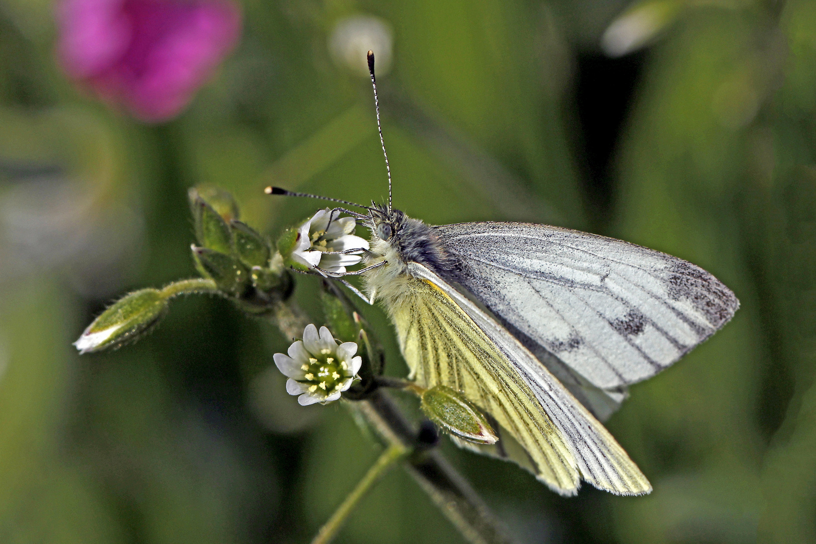 Grünader- oder Rapsweißling (Pieris napi)