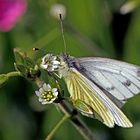 Grünader- oder Rapsweißling (Pieris napi)