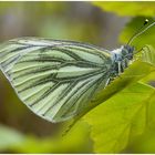 Grünader- oder Rapsweißling - Pieris napi