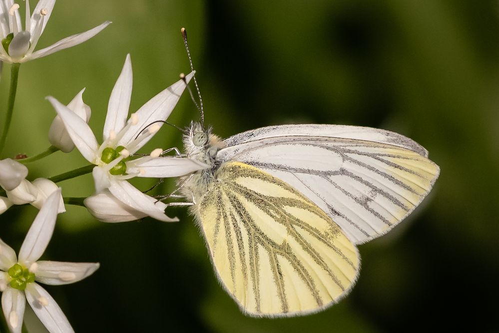 Grünader-Weißling an Bärlauchblüte