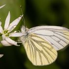 Grünader-Weißling an Bärlauchblüte