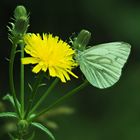 Grünader-Weißling an Bitterkraut