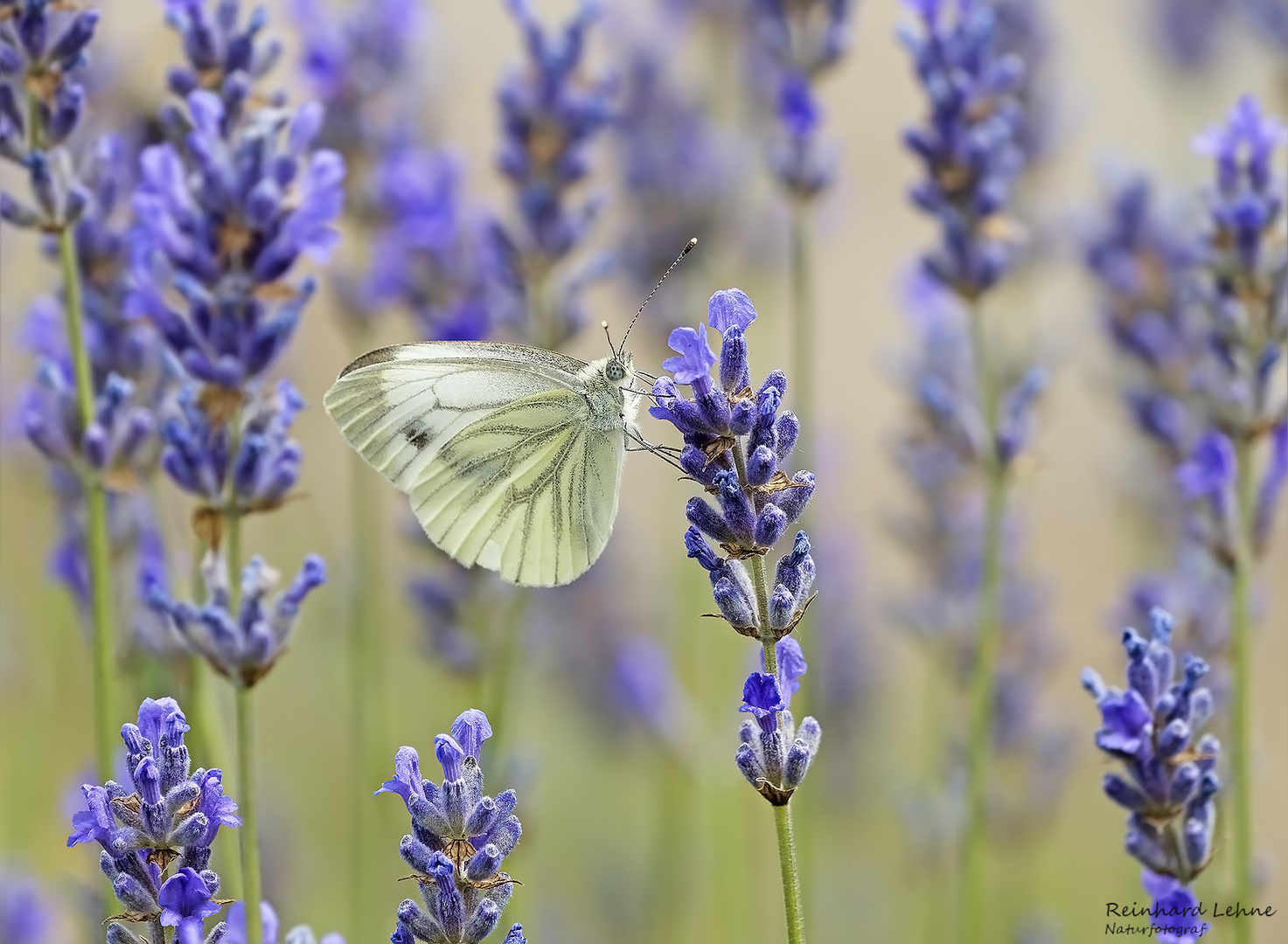 Grünader-Weißling an Lavendel