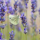 Grünader-Weißling an Lavendel