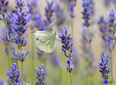 Grünader-Weißling an Lavendel