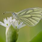 Grünader-Weißling auf Bärlauchblüte