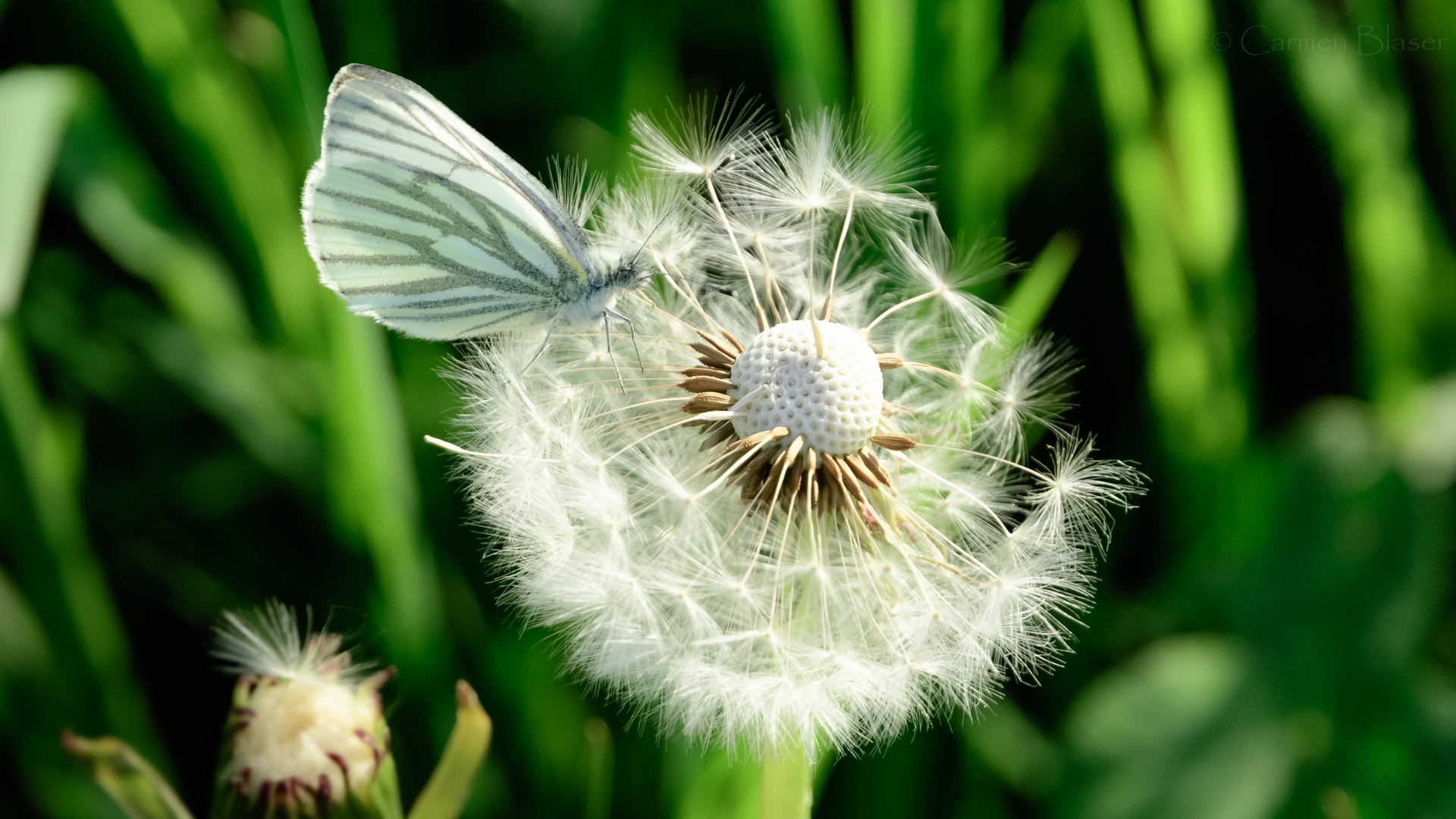 Grünader-Weißling auf Pusteblume