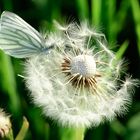 Grünader-Weißling auf Pusteblume