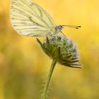 Grünader Weißling auf Wiesenknopf