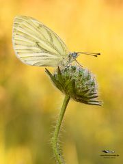 Grünader Weißling auf Wiesenknopf