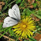 Grünader-Weißling Pieris napae