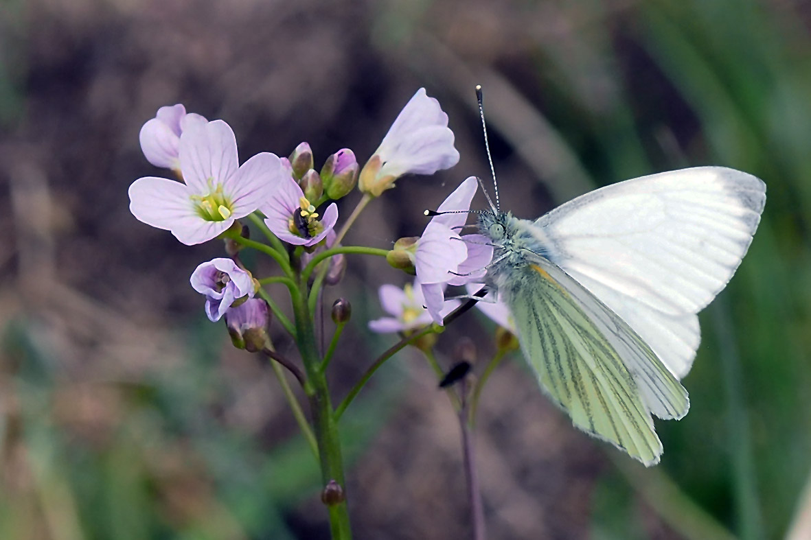 Grünader- Weißling (Pieris napae)