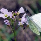 Grünader- Weißling (Pieris napae)