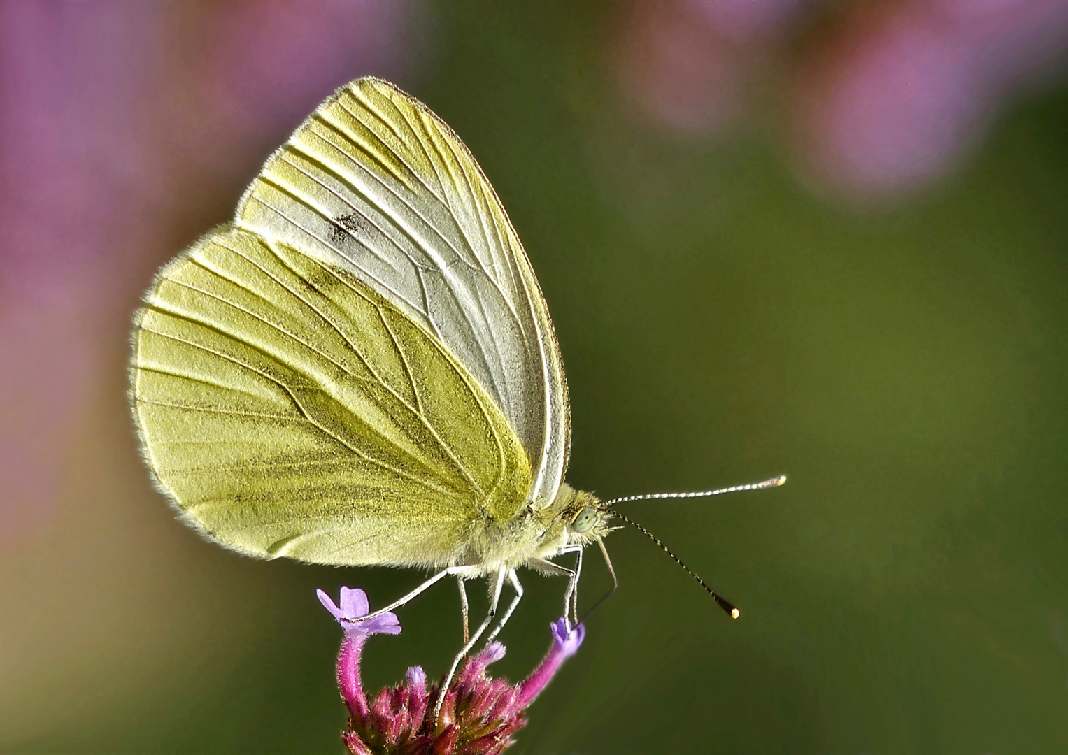 Grünader-Weißling (Pieris napi)