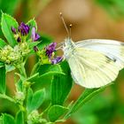 Grünader-Weißling (Pieris napi)