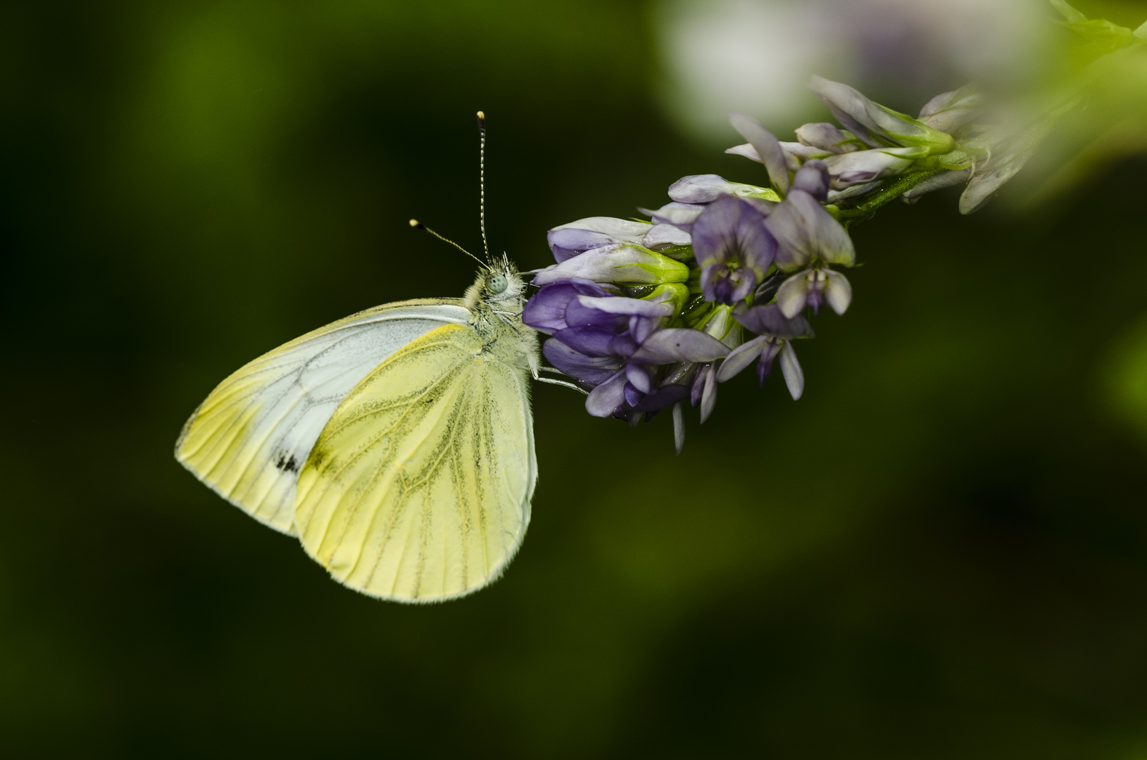 Grünader-Weißling (Pieris napi)