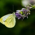 Grünader-Weißling (Pieris napi)