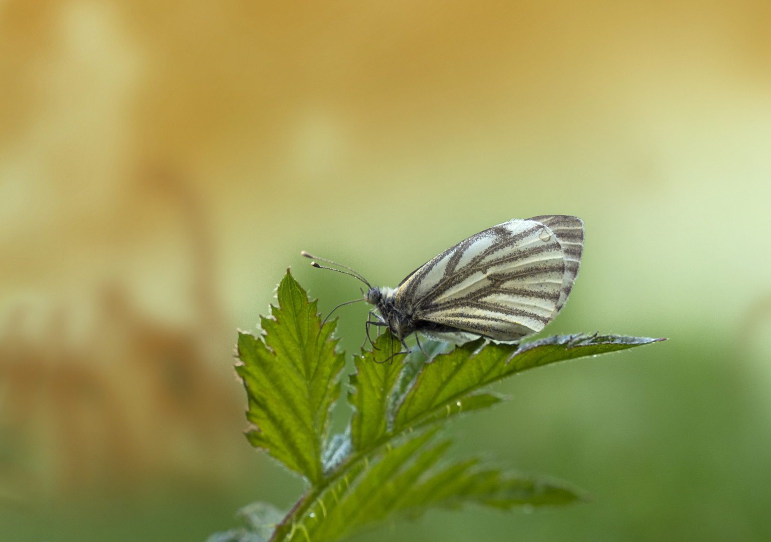 Grünader-Weißling (Pieris napi)