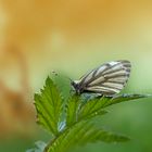 Grünader-Weißling (Pieris napi)