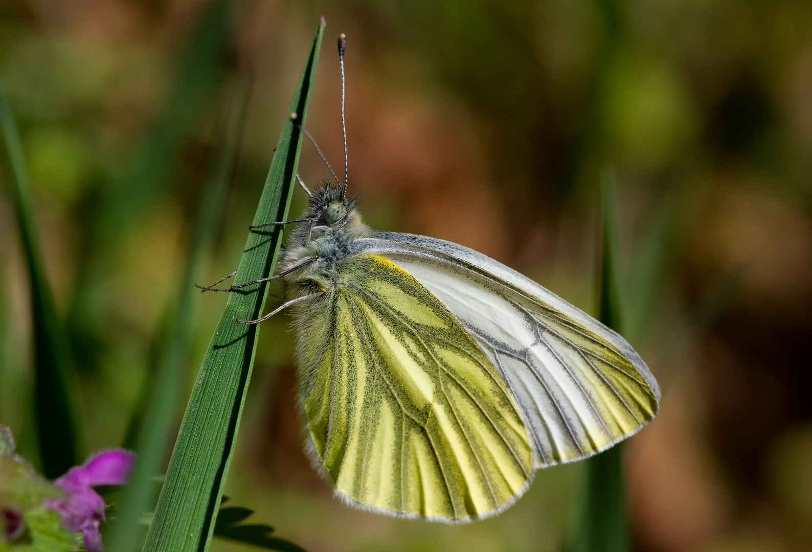 Grünader-Weißling (Pieris napi)