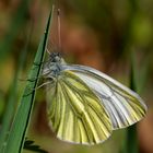 Grünader-Weißling (Pieris napi)