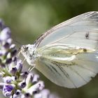 Grünader-Weißling (Pieris napi)