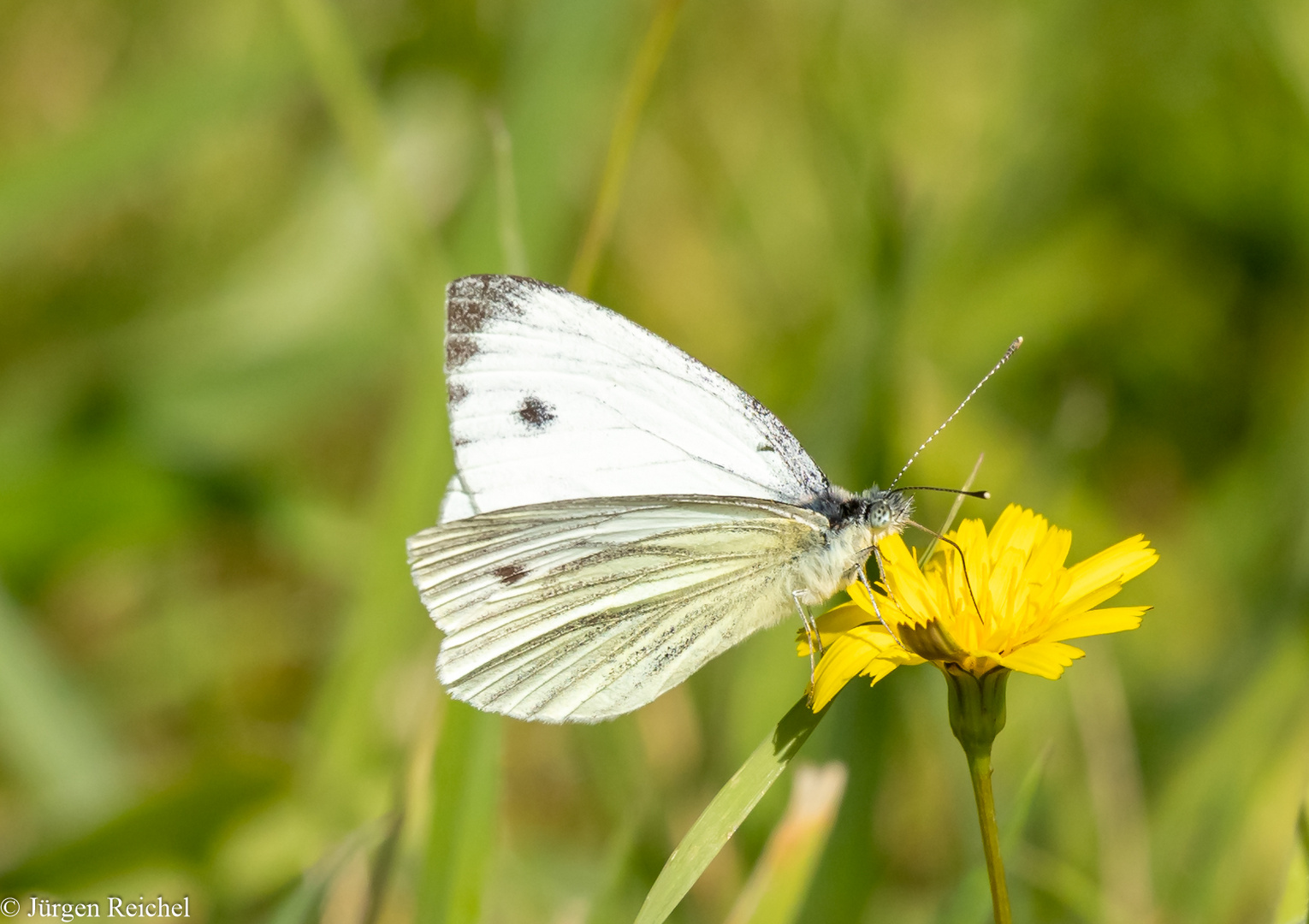 Grünader-Weißling ( Pieris napi )