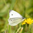 Grünader-Weißling ( Pieris napi )