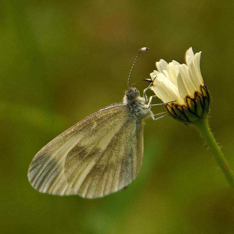 Grünader-Weißling - Pieris napi