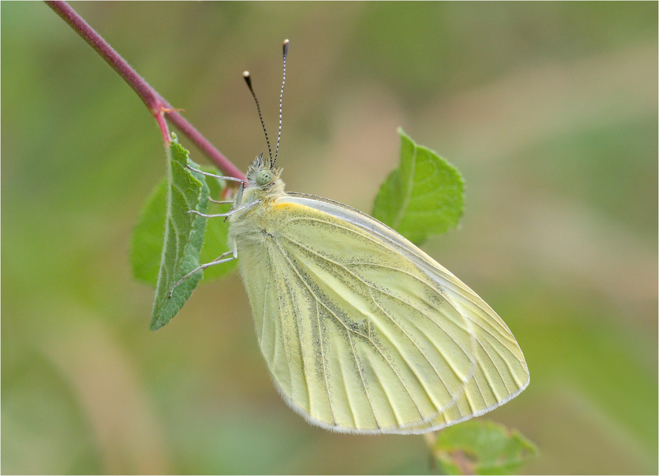 Grünader-Weißling (Pieris napi)