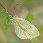 Grünader-Weißling (Pieris napi)